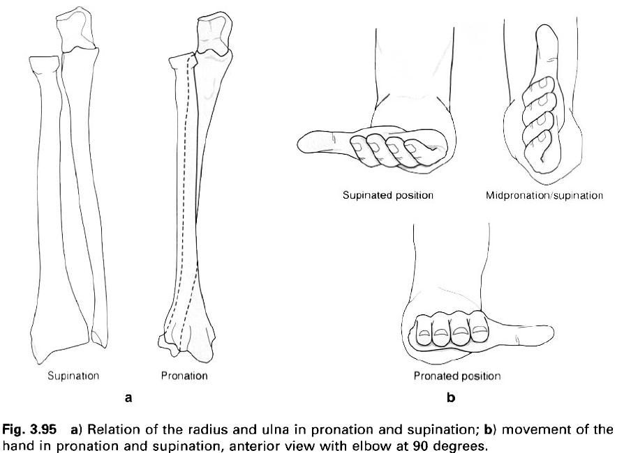 Complete Soccer Training The inferior radioulnar joint